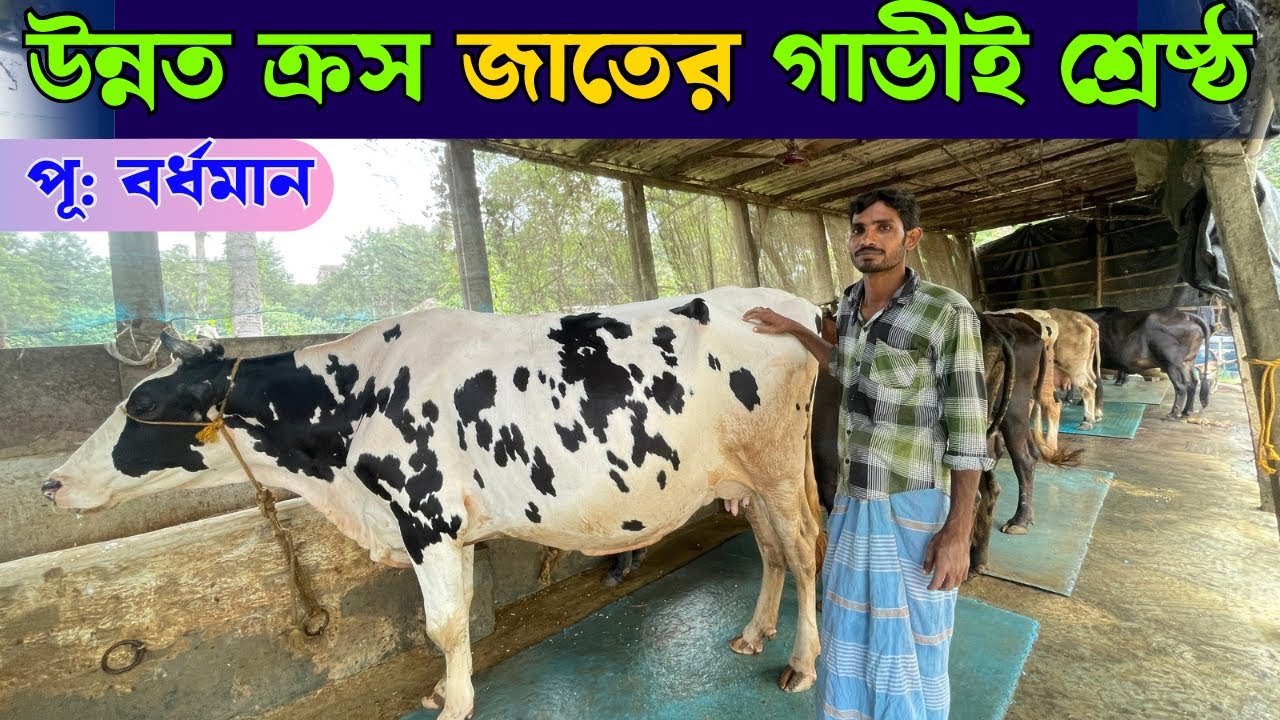 উন্নত ক্রস জাতের গাভীই পশ্চিমবঙ্গের আবহাওয়ায় উপযুক্ত | Best Breed For West Bengal