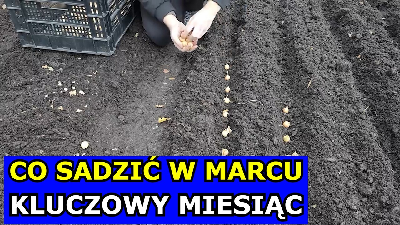 Wysiej w Marcu te Warzywa. Kluczowy Miesiąc. Co siać sadzić w Marcu. Kiedy siewy Pomidorów, Marchwi.