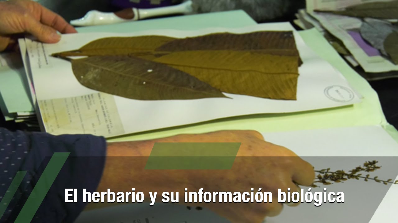 El herbario y su información biológica - TvAgro por Juan Gonzalo Ángel Restrepo
