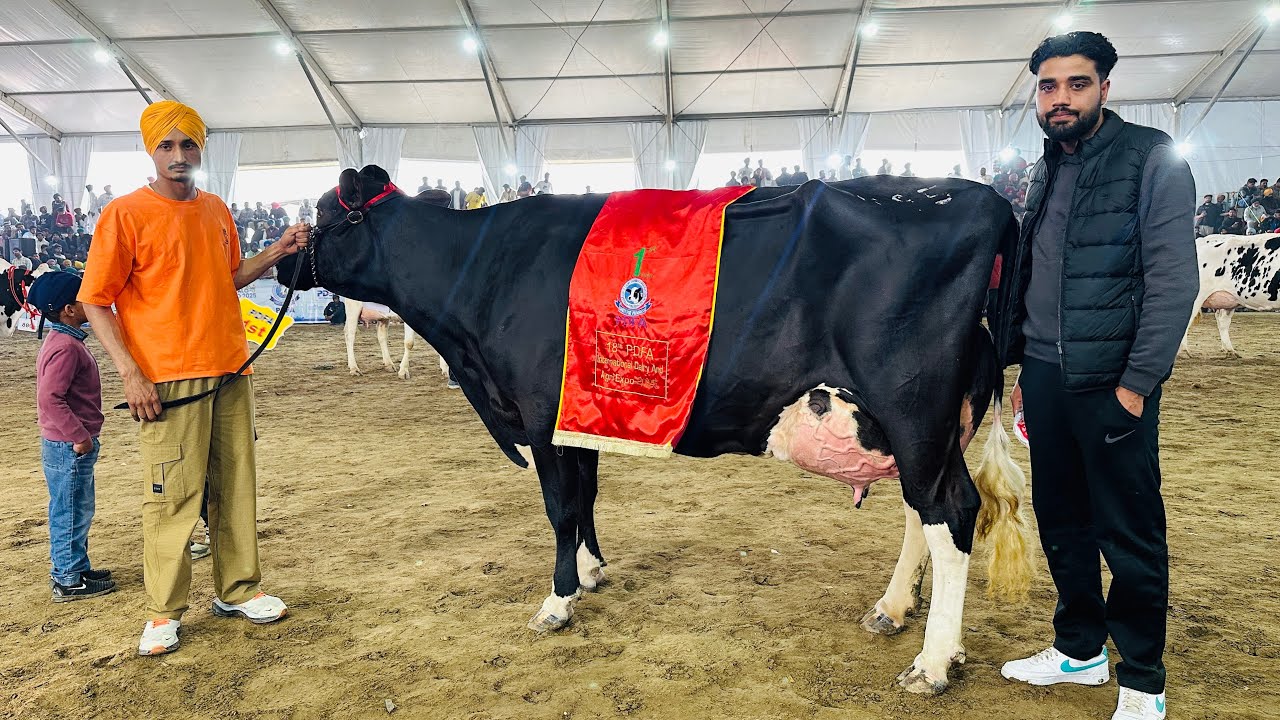 All India Champion HF cow || PDFA 2025