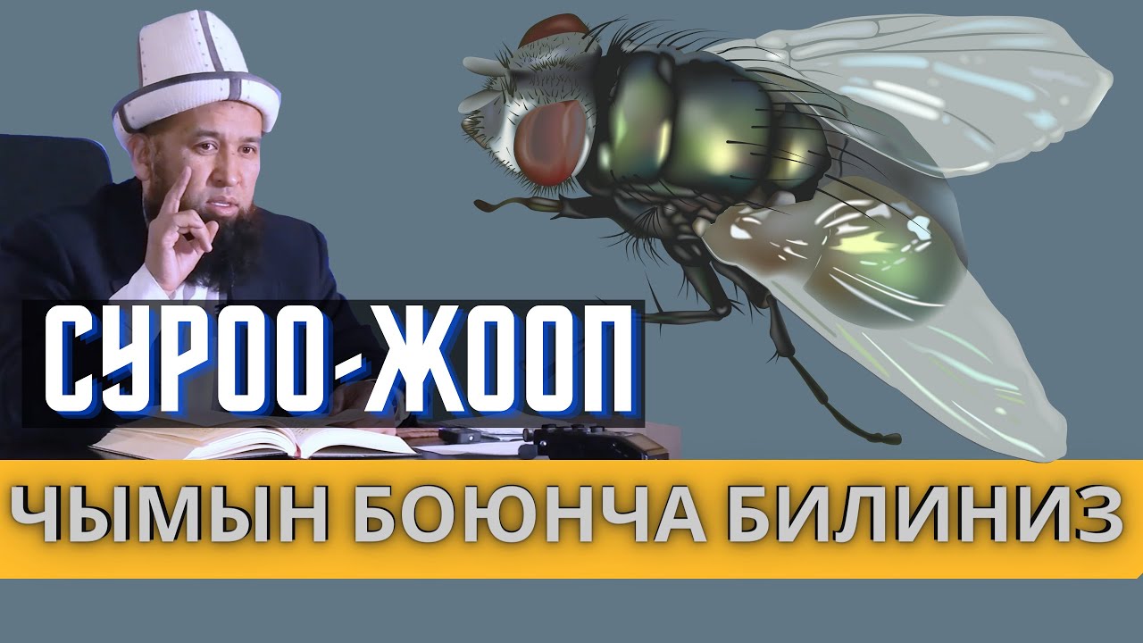 ЧЫМЫН БОЮНЧА БИЛИҢИЗ!  СУРОО-ЖООП