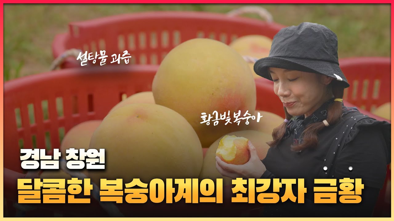 [6시 내고향-창원] 달콤한 복숭아계의 최강자 금황 (KBS 2023.07.12.수요일)
