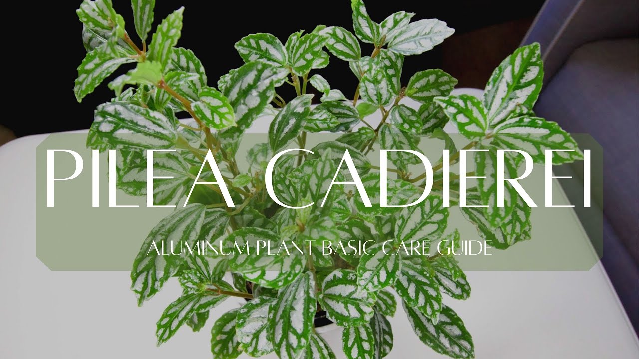 PILEA CADIEREI ALUMINUM PLANT | Basic plant care guide