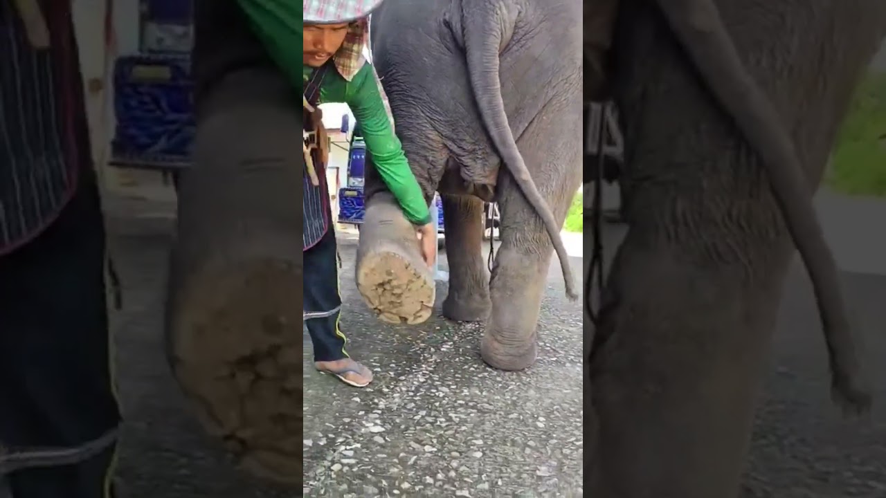 This Elephant&rsquo;s Massive Foot Needs Serious Care! 😱🐘#elephant #elephants #animaldocumentary #wildlife