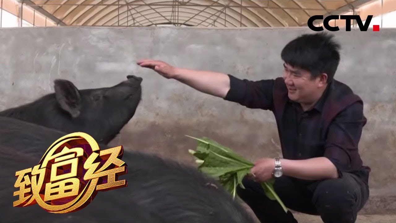 《致富经》别样养猪 别样生财 20200626 | CCTV农业