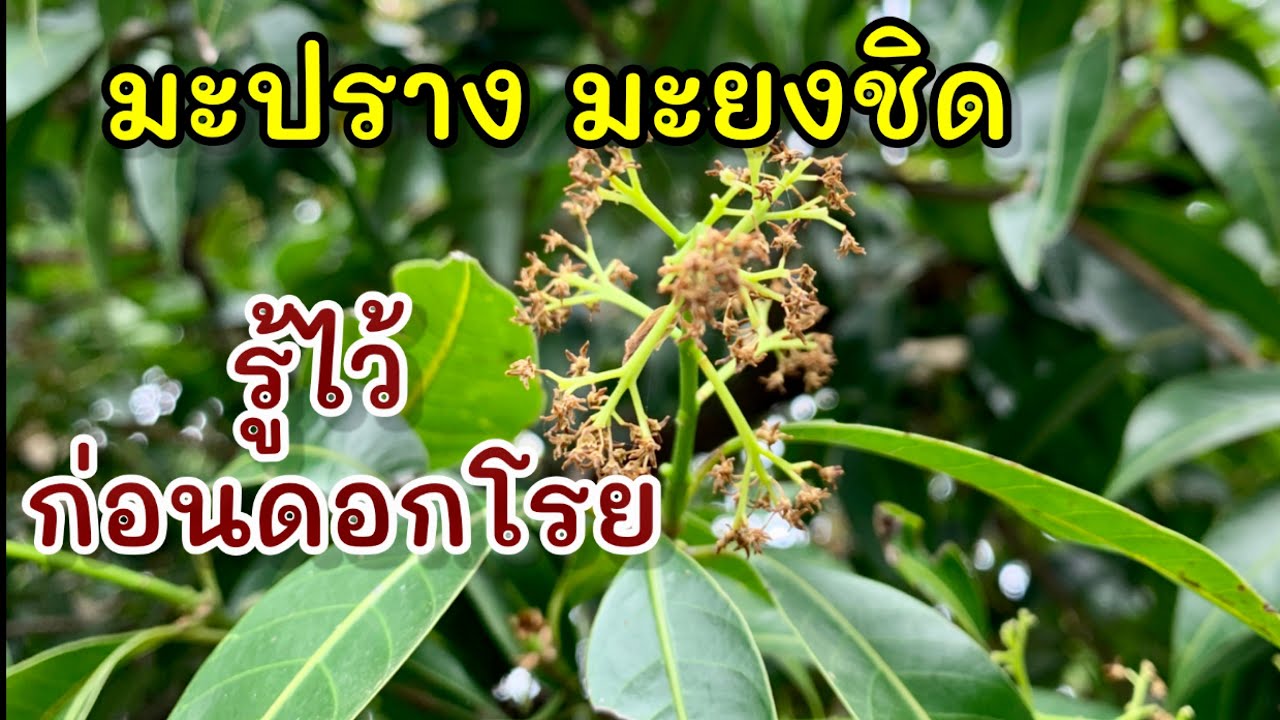 รู้ไว้ก่อน..การดูแลมะยงชิดก่อนดอกโรย ลุ้นติดลูกในปีนี้ค่ะ