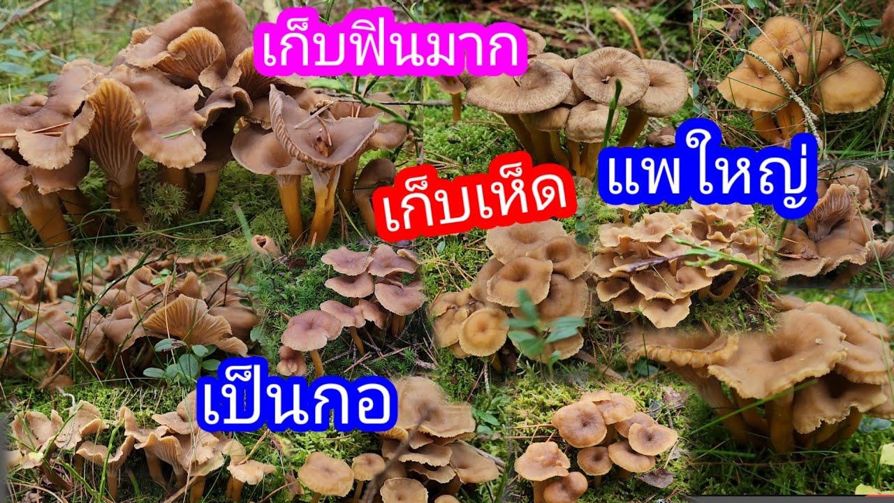 เก็บเห็ดดำขาส้มป่าอลังการเก็บฟินมากมันมาก