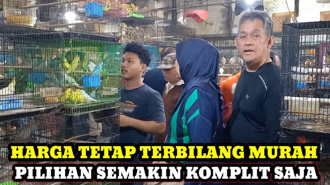 HARGA TETAP TERBILANG MURAH!!UPDATE HARGA BURUNG DIKIOS KANG SYAFI'I PASAR BURUNG PRAMUKA HARI INI