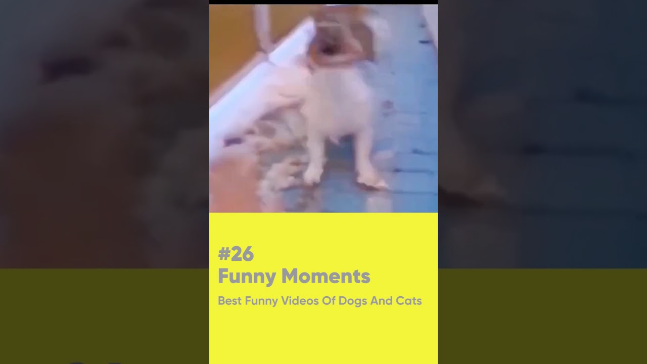 Funny Moments | Best Funny Videos Of Dogs And Cats #26