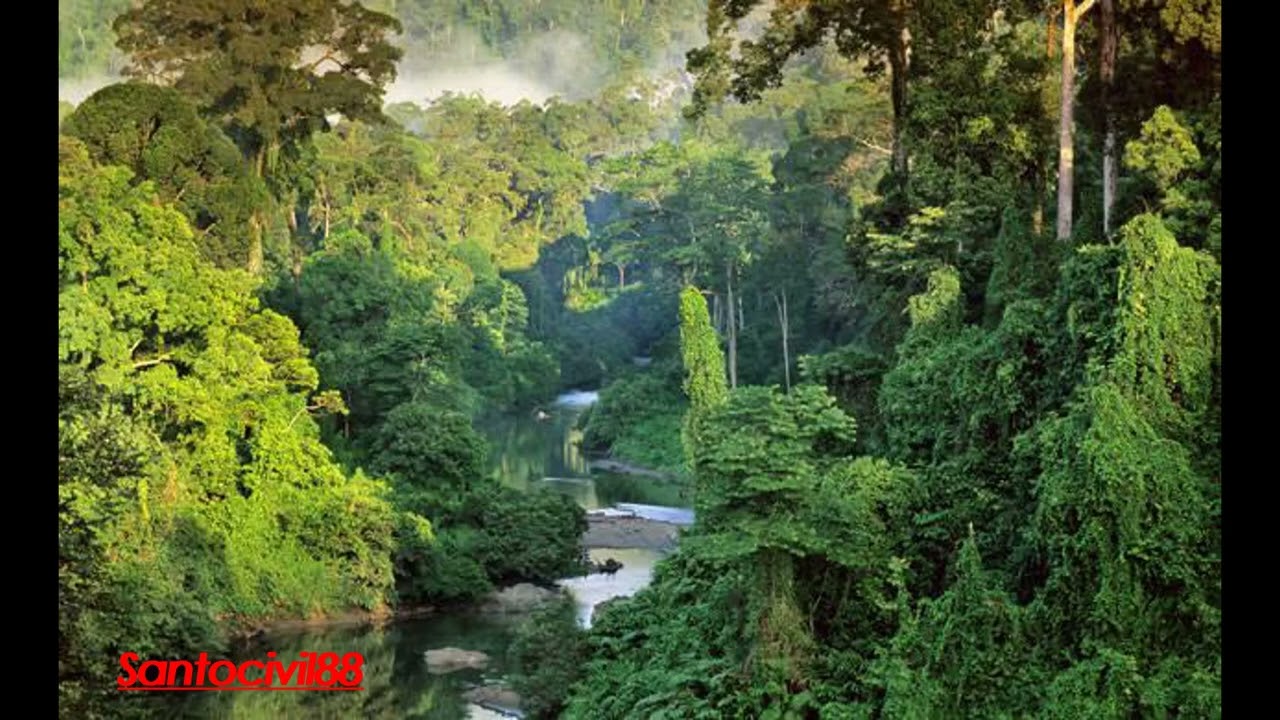 Sape Instrumen Dayak West Borneo paling enak di dengar