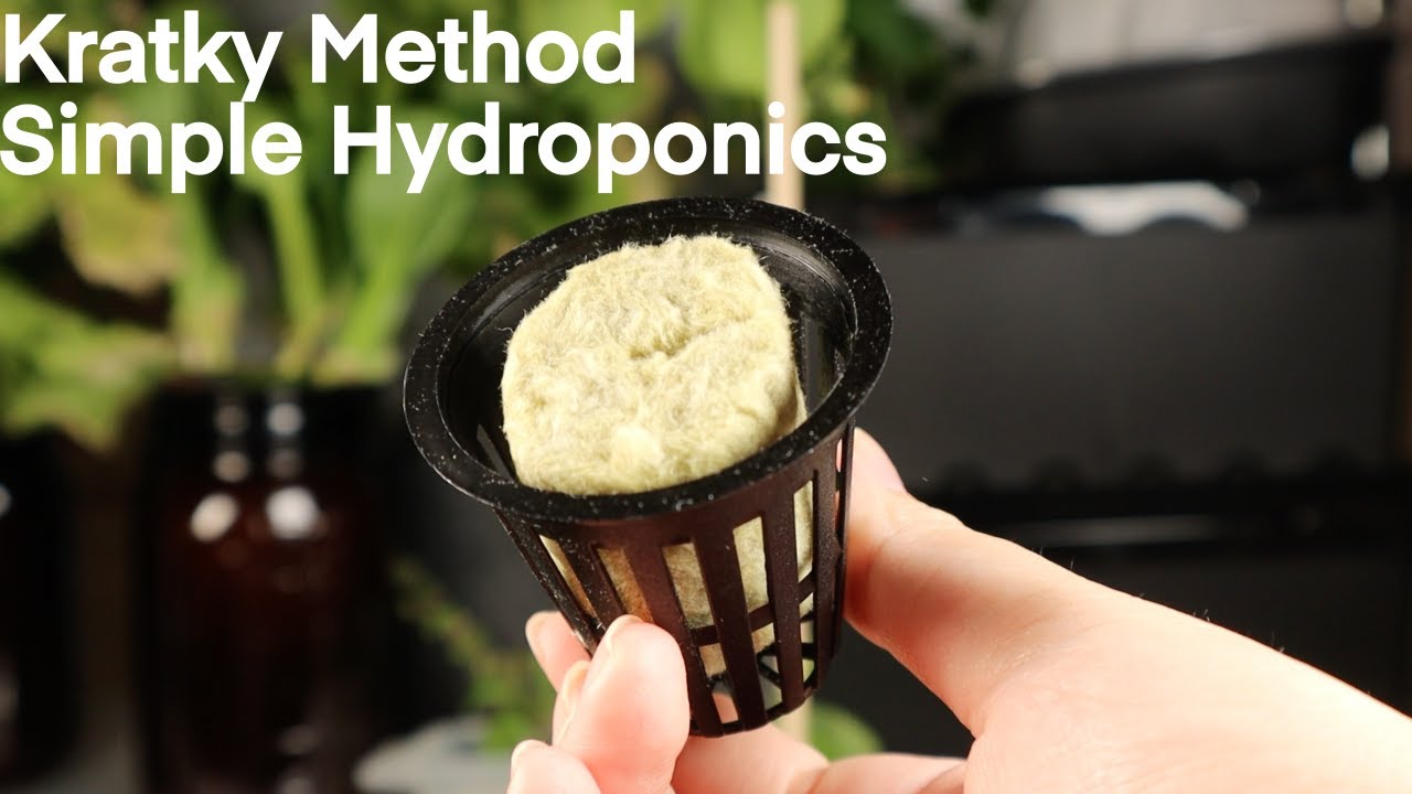 Hydroponics the Kratky Method