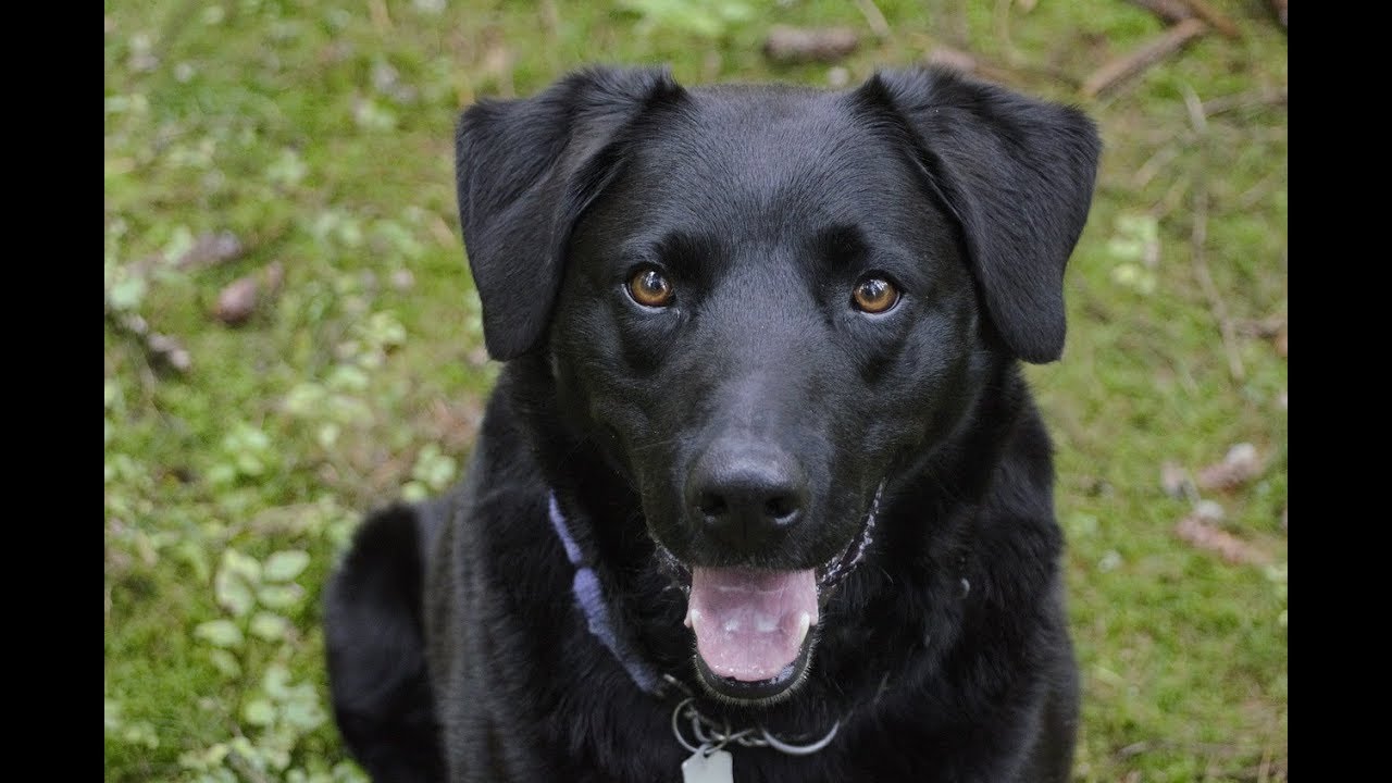 Sonhar com Cachorro Preto. Significado