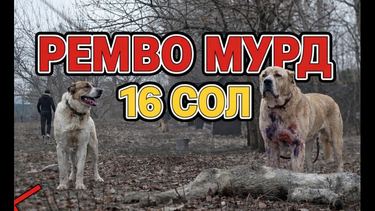 ДИКАТ РЕМБО МУРД ВА  ЧИГАП ШУД ДАР ЧАНГ