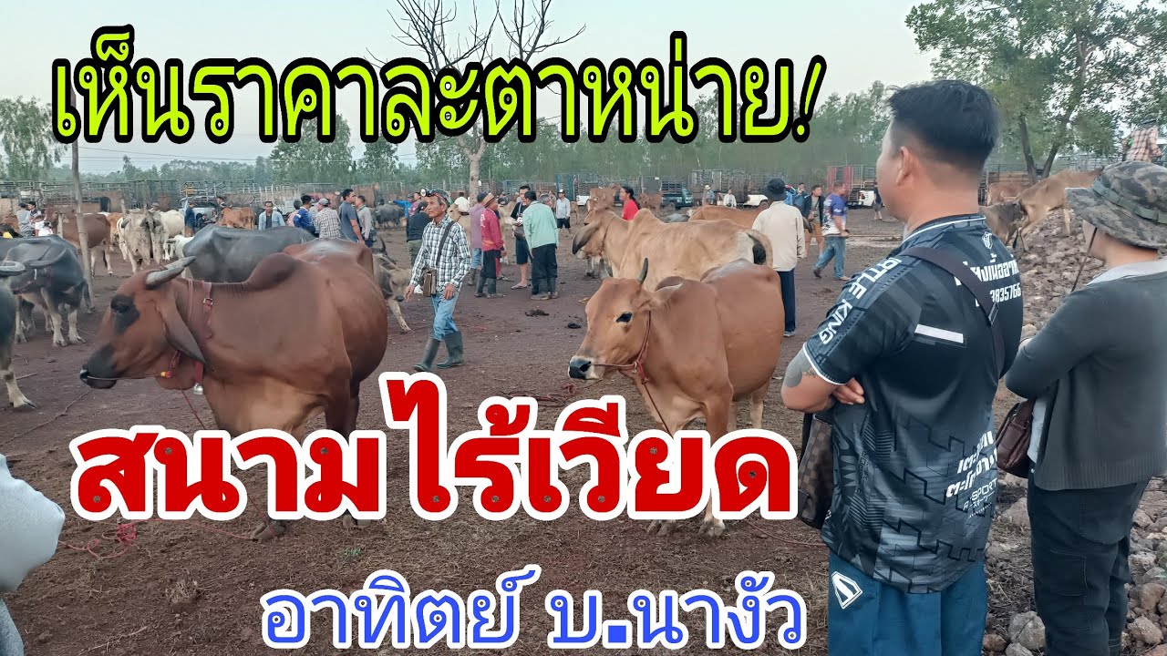 คึกคักแม้ไร้เวียด ราคาวัว อาทิตย์ 1 มี ค.69 สนามบ้านนางัว