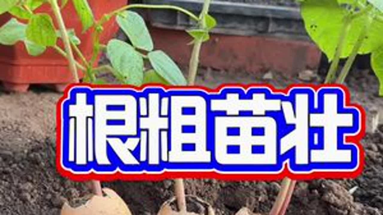 鸡蛋壳种豆角，好吃结的多#农村生活  #我的乡村生活 #豆角种植#农业小知识