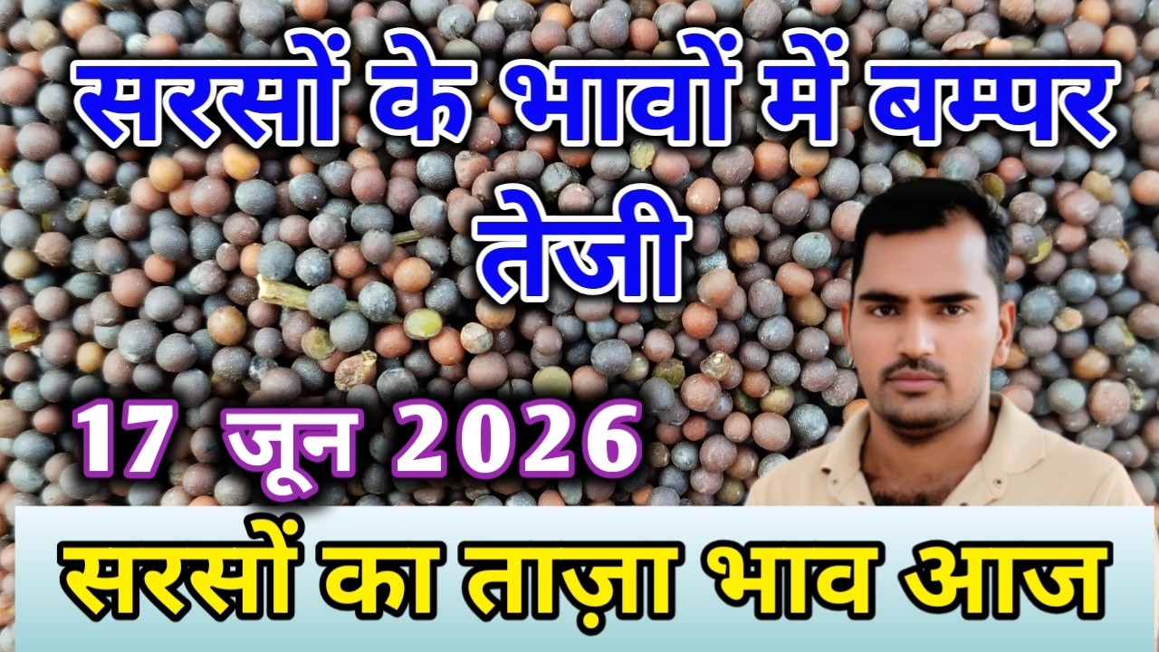 सरसों का भाव आज | नई सरसों का ताजा भाव आज का अलवर मंडी! सरसों के भाव में आया जोरदार उछाल देखें भाव,