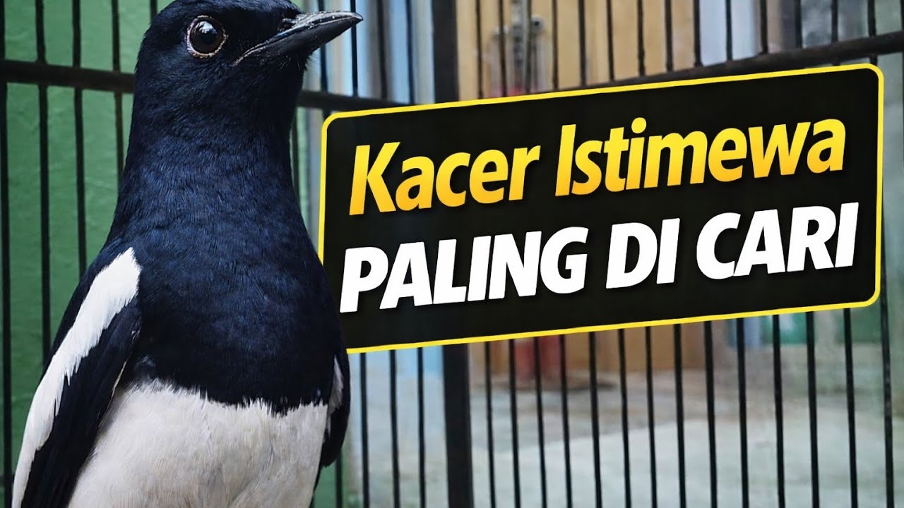 Terapi Kacer malam hari tersukses bikin lawan ikutan bunyi