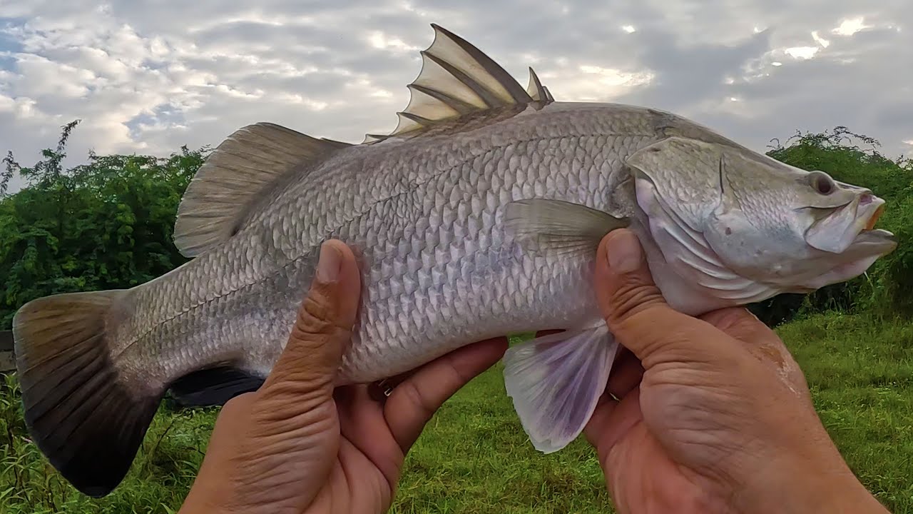 Chasing Barramundi in the Storm – Ultralight Tackle Challenge! | Ultralight Fishing