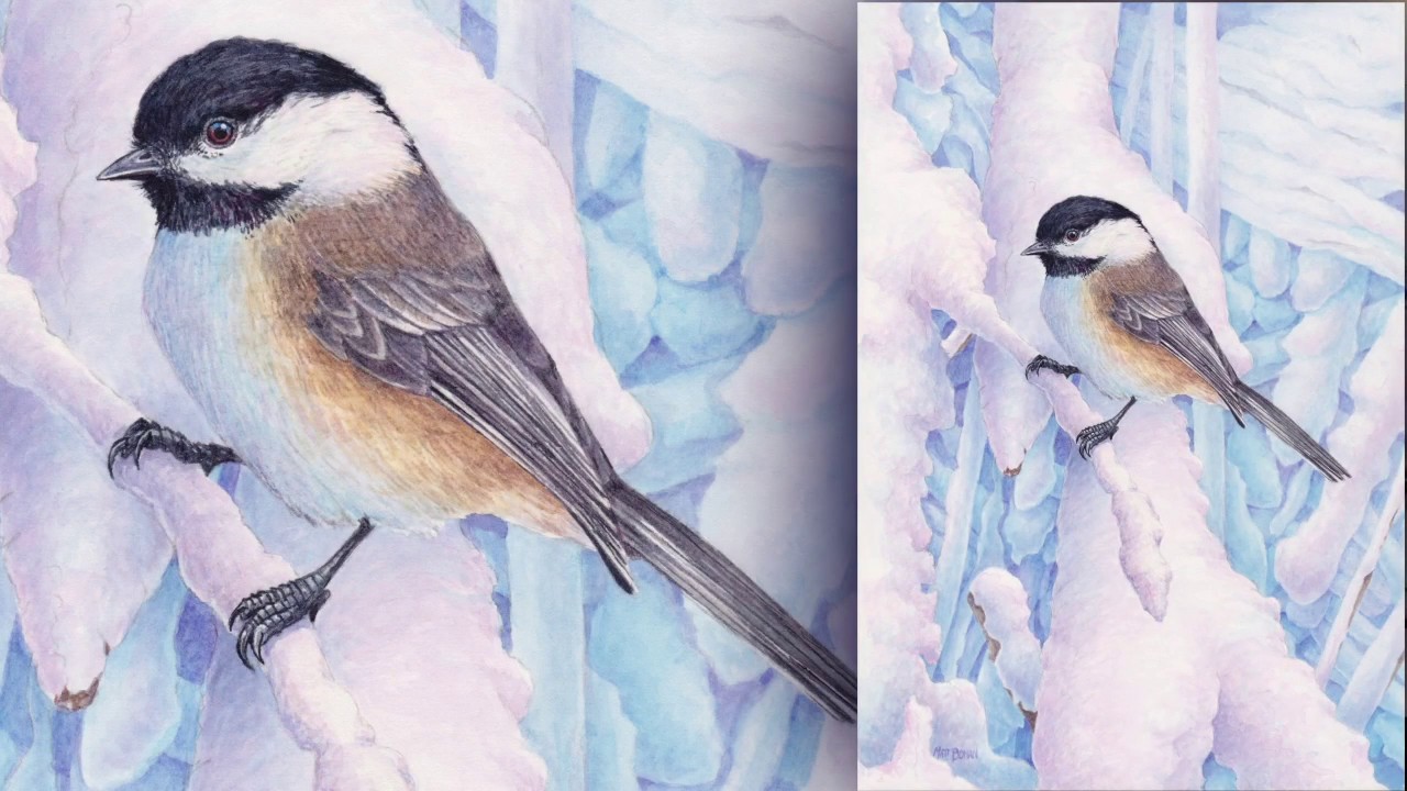 Black-capped Chickadee in Snow: Transparent Watercolor and Time-lapse