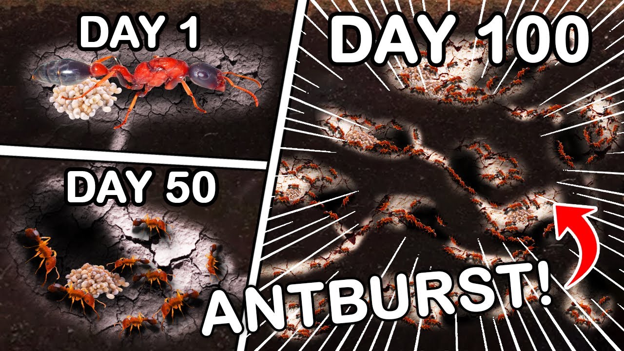 Simulating a Venomous Ant Colony for 100 Days🐜😱 ANTTREK