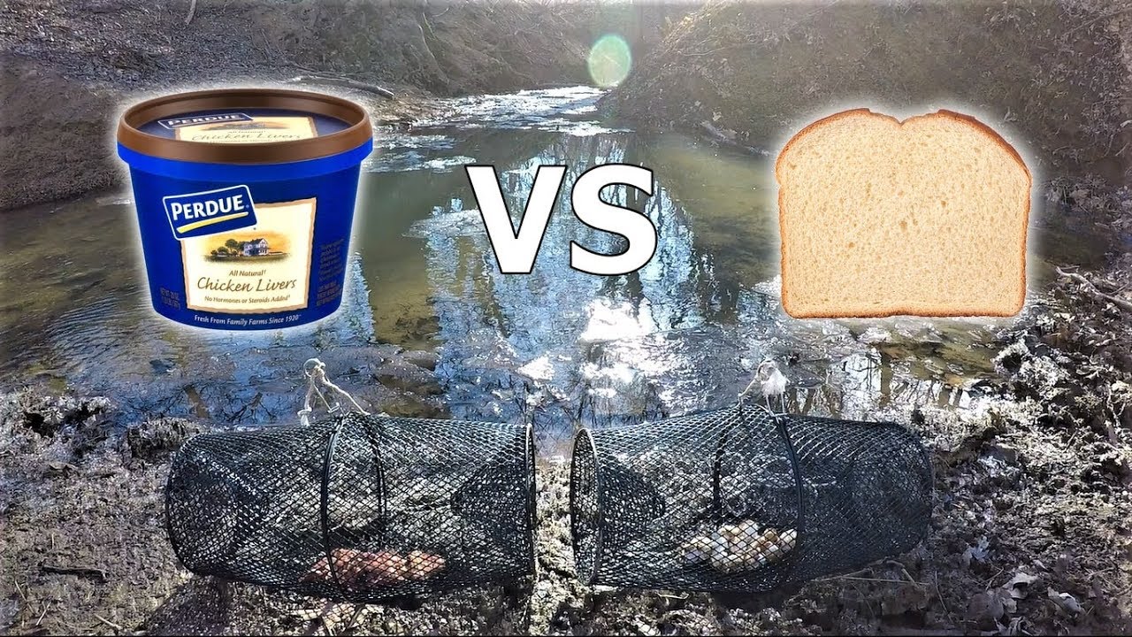 BEST Minnow Trap Bait - CHICKEN LIVER vs BREAD (which catches more?)