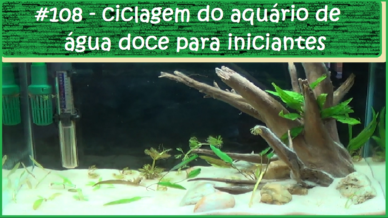 Ciclagem do aquário de água doce para iniciantes