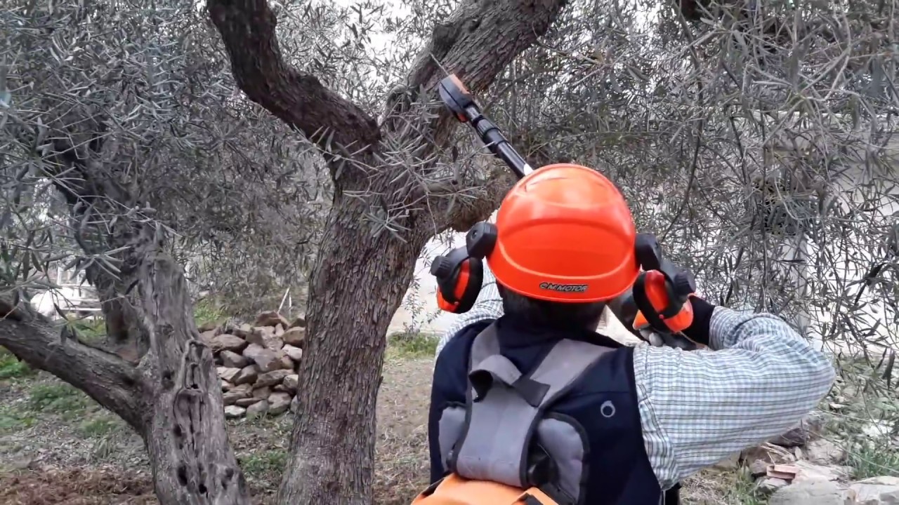 PODA OLIVO JAÉN ALCAUDETE VÍDEO 12