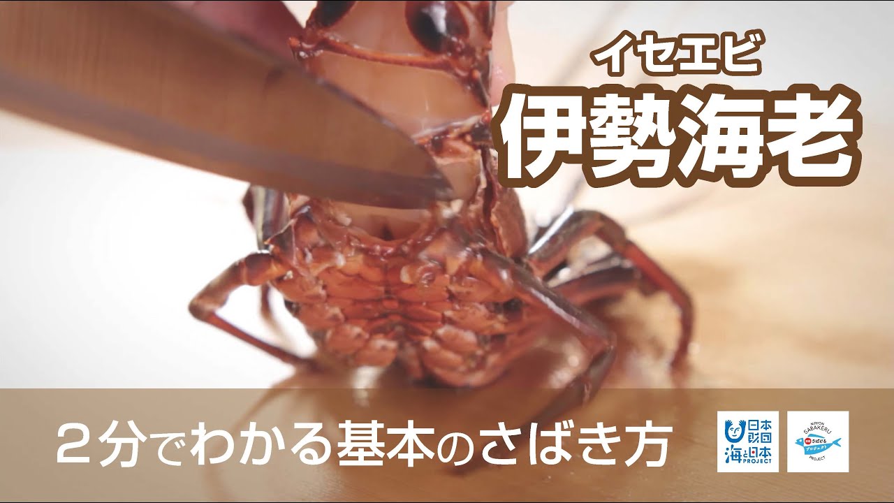伊勢海老（いせえび）のさばき方 - How to filet Lobster -｜日本さばけるプロジェクト