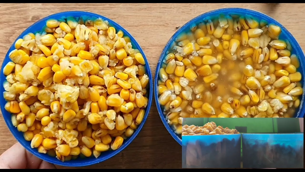 Kukurydza z termosu w moim wydaniu - świetna przynęta i zanęta na ryby karpiowate