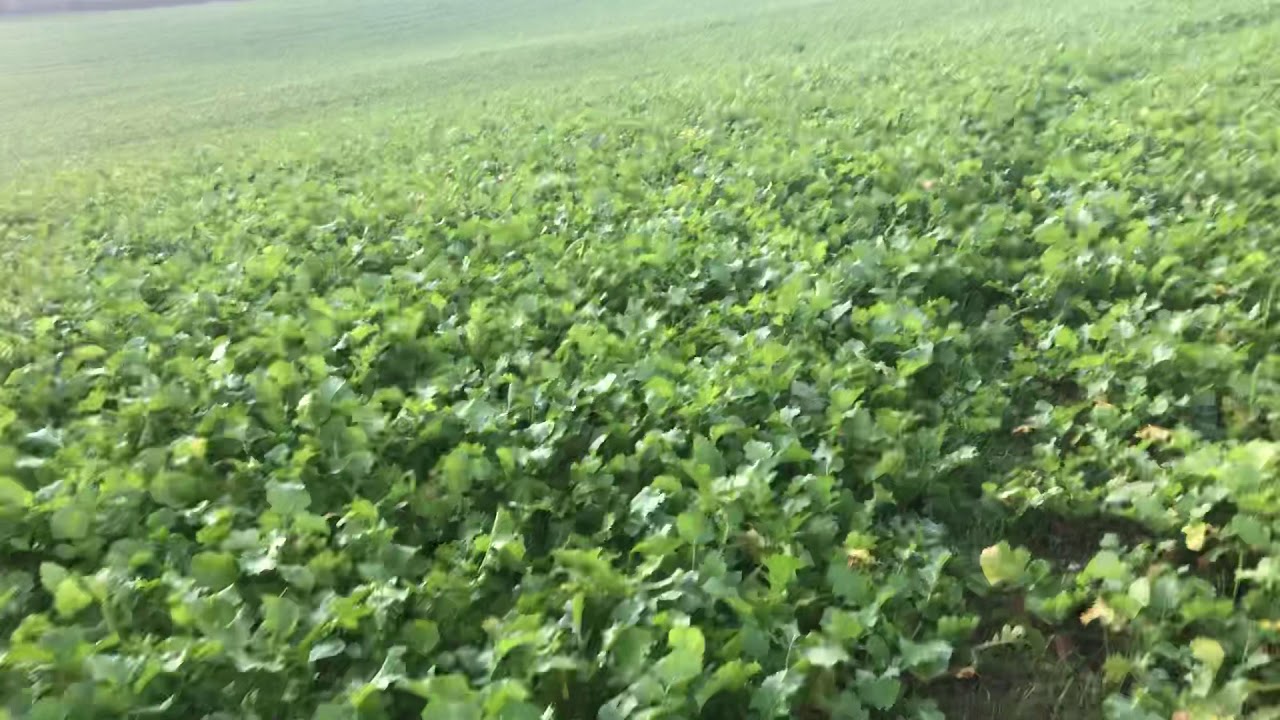 Looking at stubble turnips