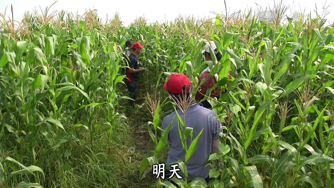 【農夫與他的田】20150921 - 古坑農青傳奇們