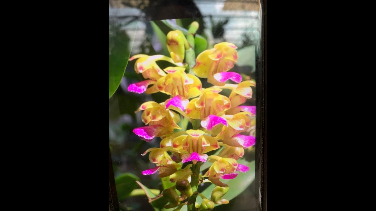 Lan Rừng Thu Hằng  đang phát trực tiếp! Xả thanh lý nhiều ln đẹp rẻ ạ 0988.342.085