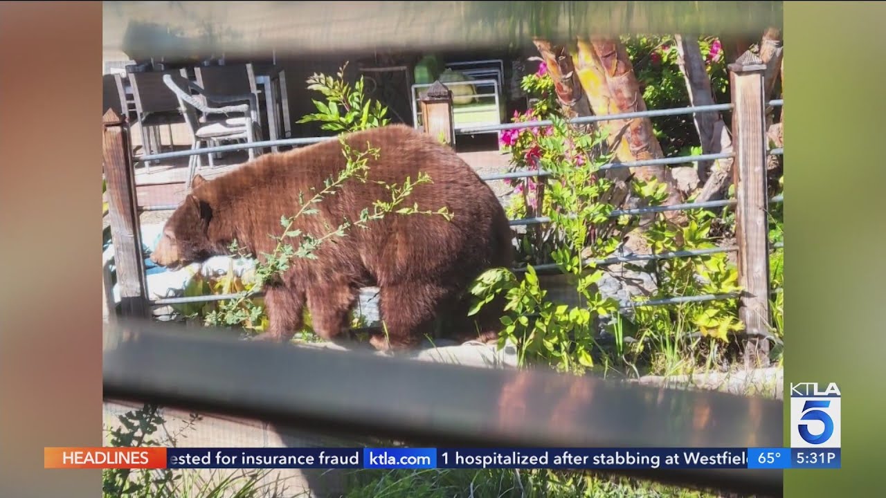 Woman walking her dog survives Monrovia bear encounter with minor injury