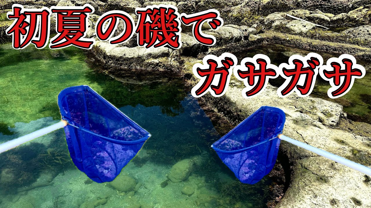 初夏の磯でガサガサをするとあの可愛い生き物を大量捕獲！