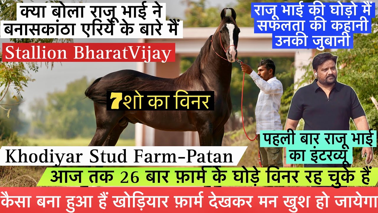 7शो का विनर घोड़ा भारतविजय राजू भाई की घोड़ो मैं सफलता की कहानी उनकी जुबानी!