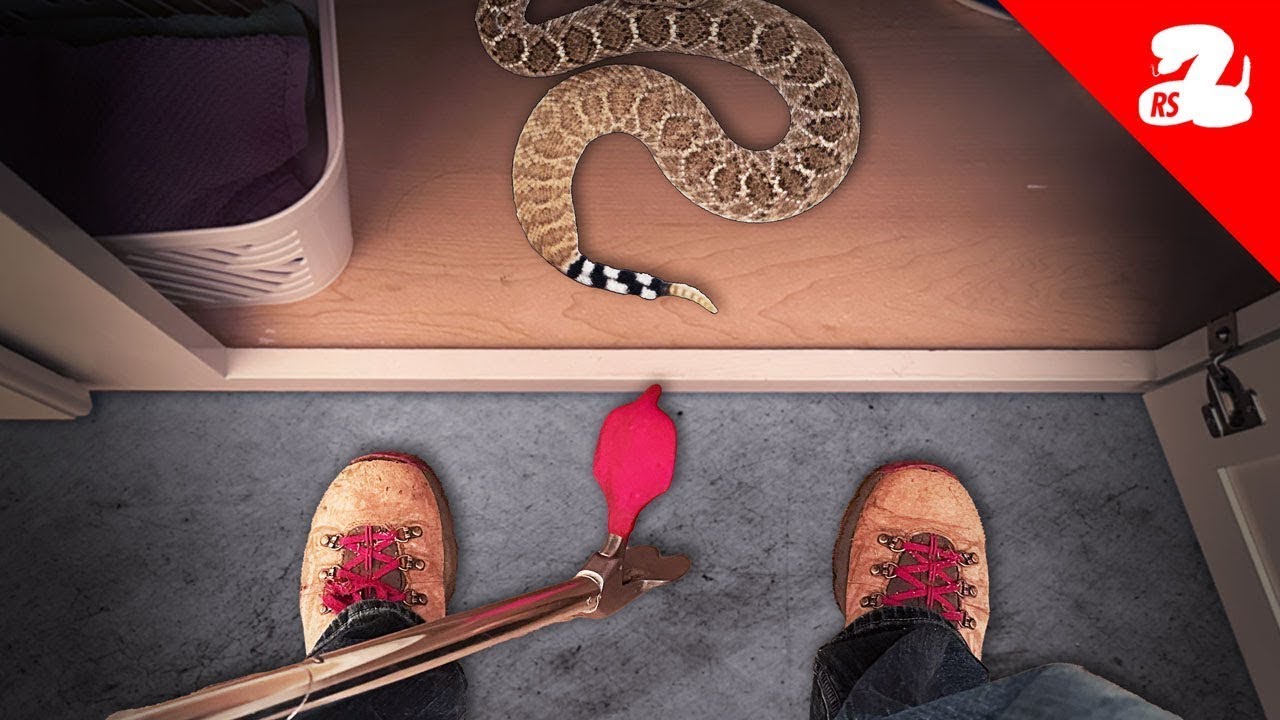 Rattlesnakes Almost Give Us the Slip - Rattlesnake in a Cupboard