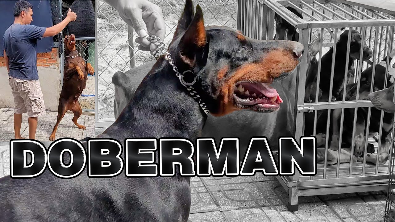 Dòng Chó DOBERMAN của Đức | Nam Ngô