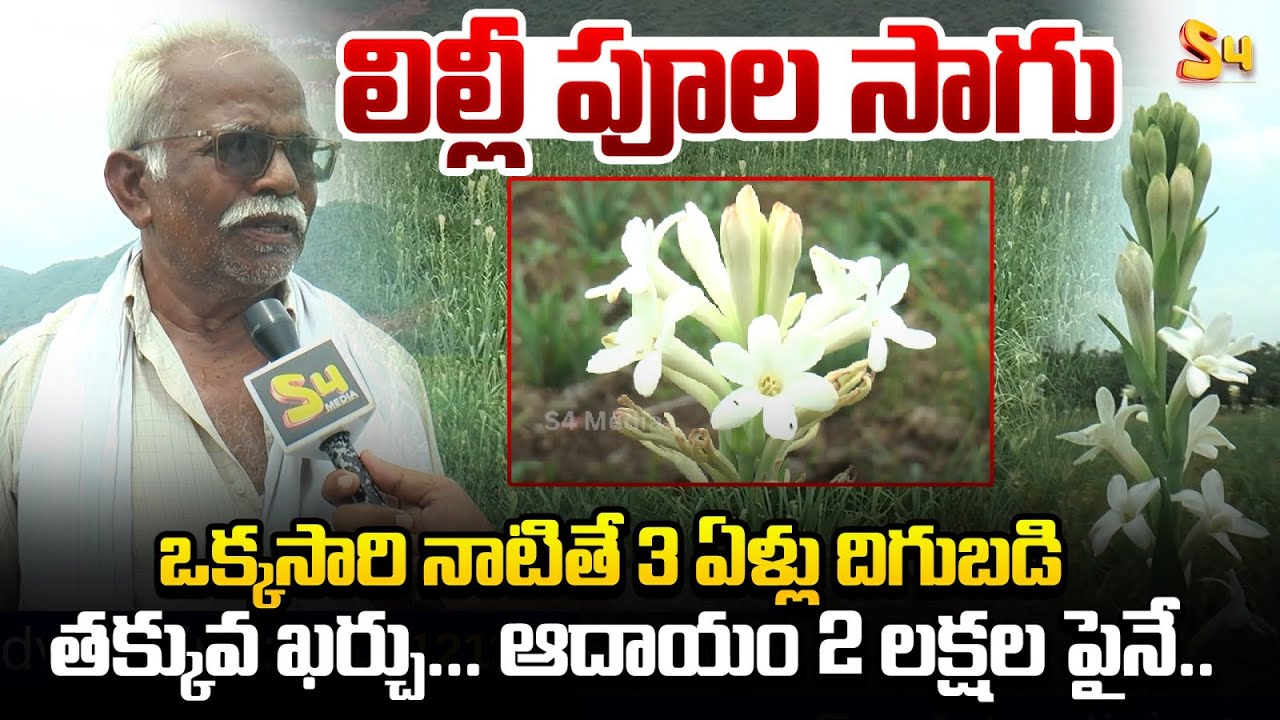 లిల్లీ పూల సాగు ఒక్కసారి నాటితే 3 ఏళ్ల దిగుబడి | Lily Flower Cultivation | Farming Profit and Loss