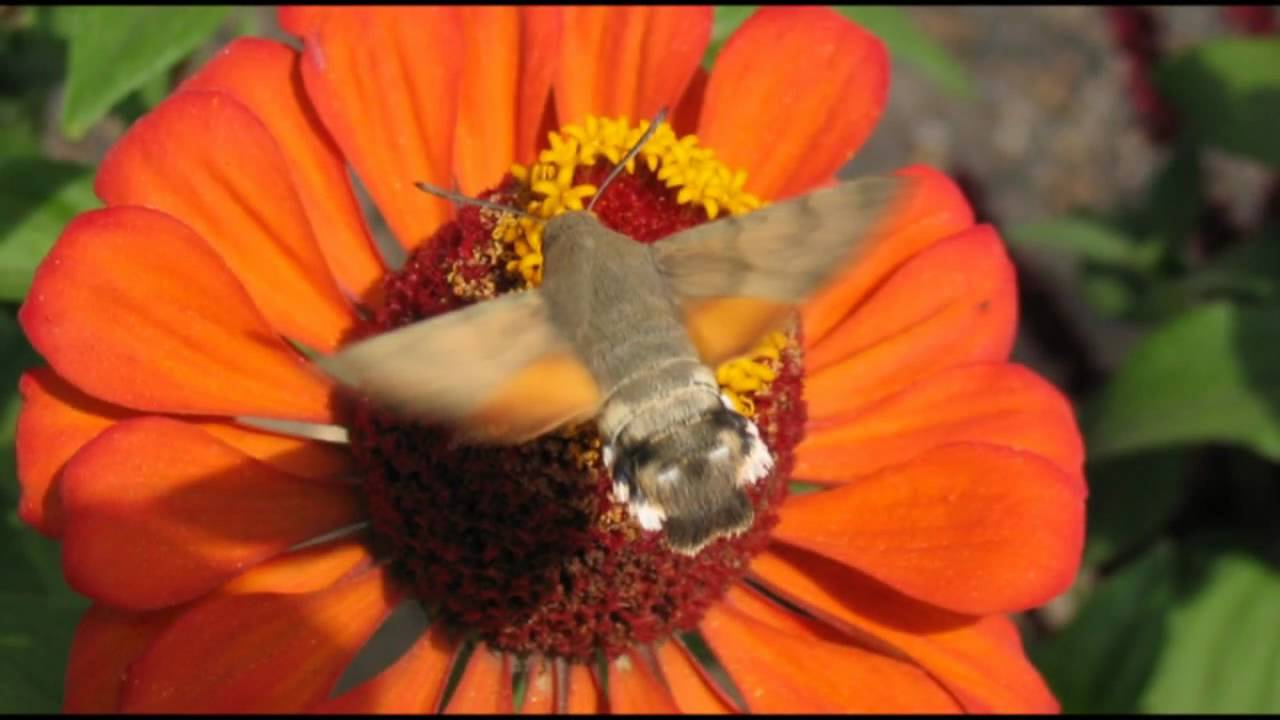 Fruczak Gołąbek (Zawisak) Macroglossum Stellatarum, Kuźnia Raciborska. Autor Paweł Nienartowicz