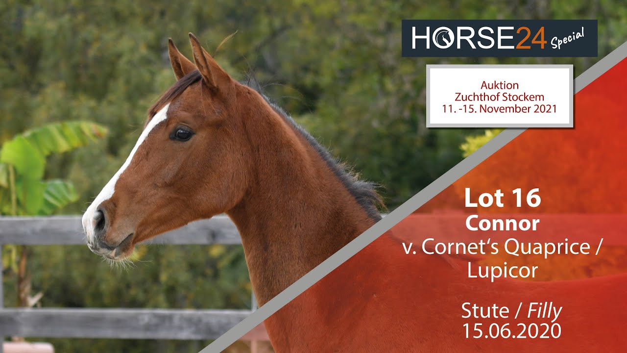 Horse24 Special - Auktion Zuchthof Stockem: Lot 16 Connor Stute v. Cornet's Quaprice - Lupicor