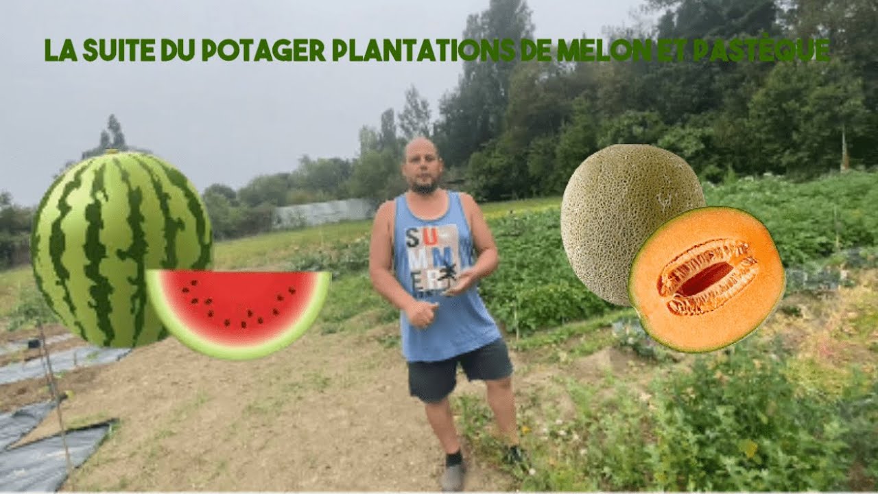 La suite du potager, plantations de melon 🍈 et pastèque 🍉