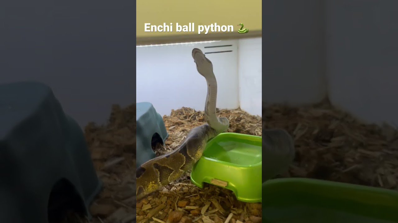 Awesome adult enchi ball python 🐍 #shorts #youtubeshorts #reptiles #ballpythonlove #ballpythons🔥🔥