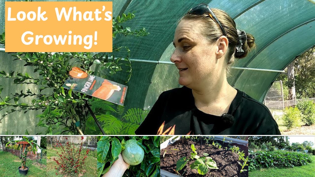 🌿 What We’re Growing Right Now . Garden Tour + Fruit Trees & Veggie Beds!