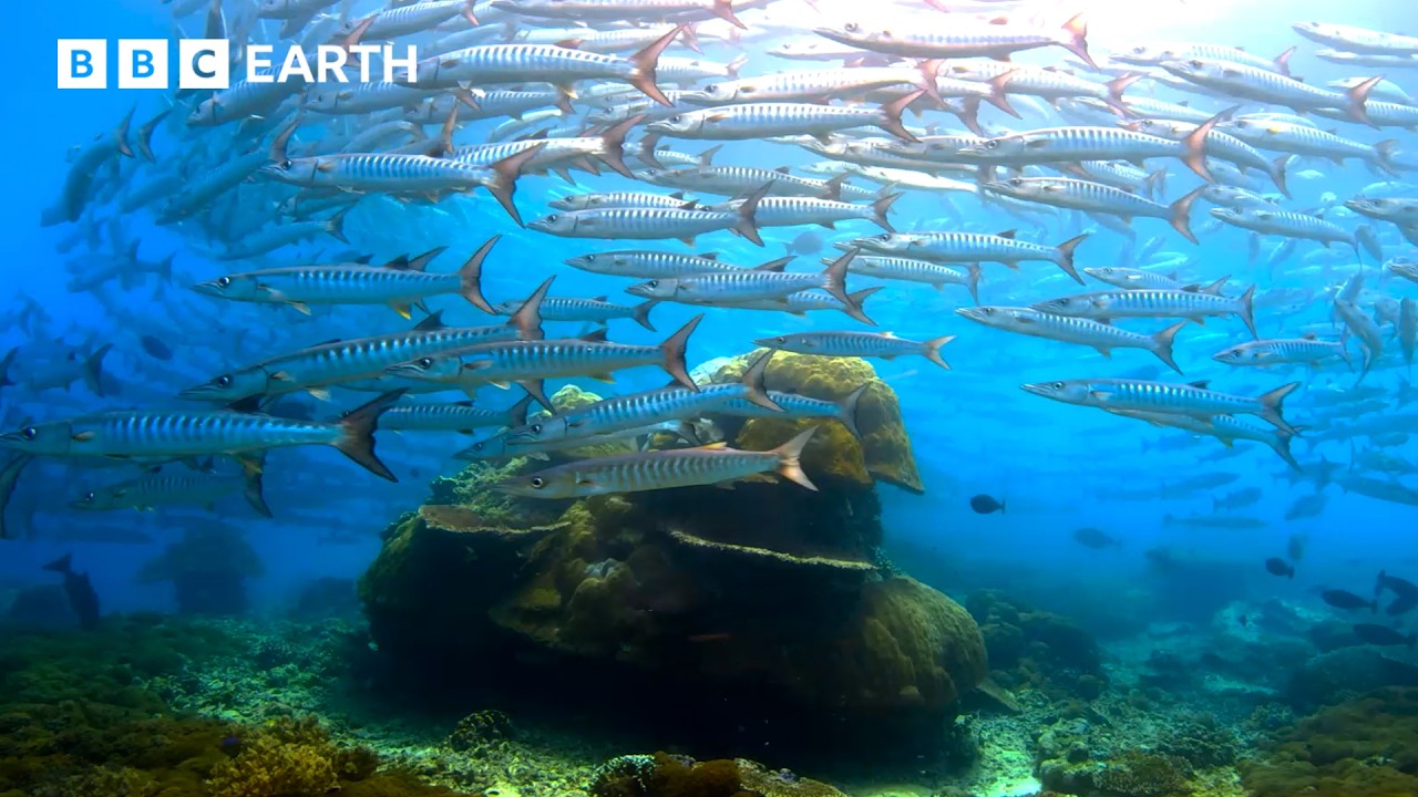 Incredible Wildlife Scenes Narrated by David Attenborough | BBC Earth