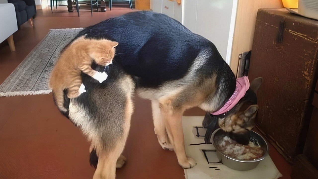 When Your Cats Just Can't Hide Their Love for the Dogs!