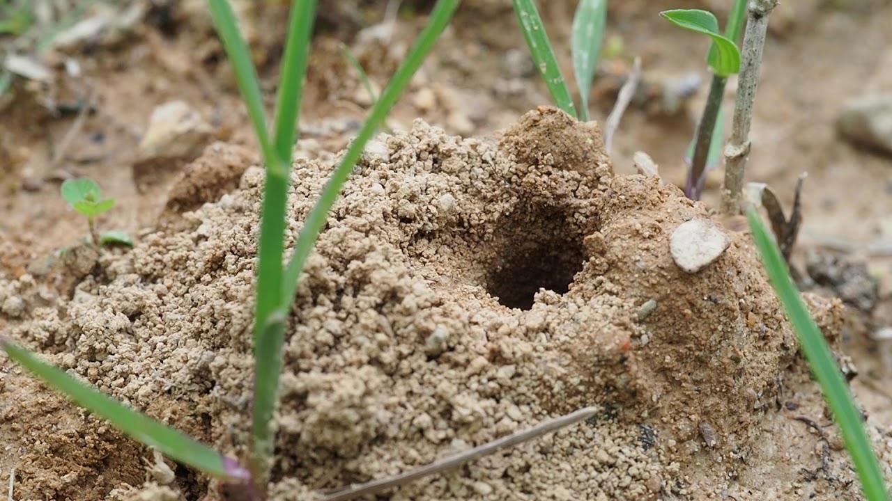 Colletes inaequalis enters nest burrow in Franklin County Ohio