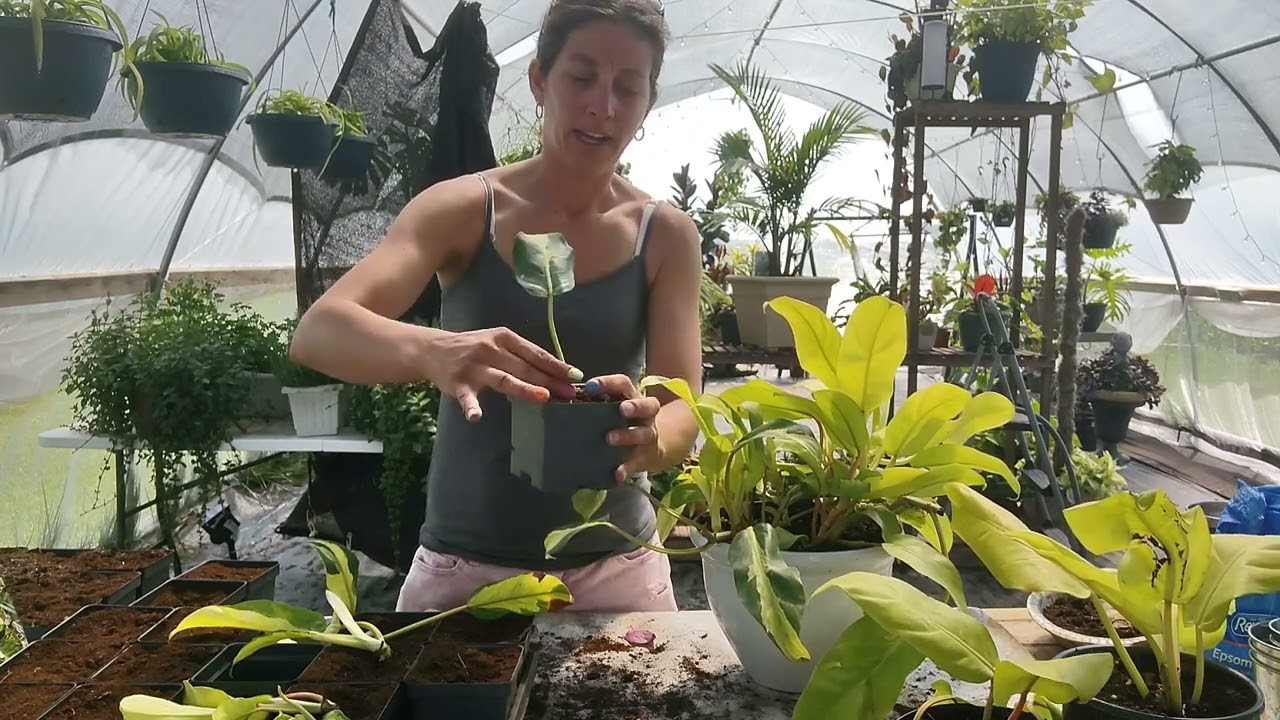 Propagating my Thai Sunrise Philodendron