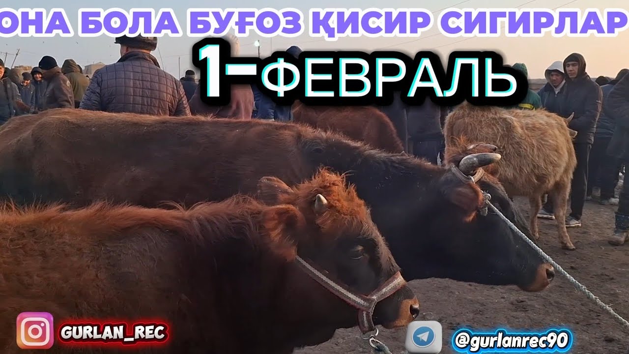 1-ФЕВРАЛЬ ГУРЛАН📈📈 ОНА БОЛА БУҒОЗ ҚИСИР СИГИРЛАР НАРХЛАРИ ✈️