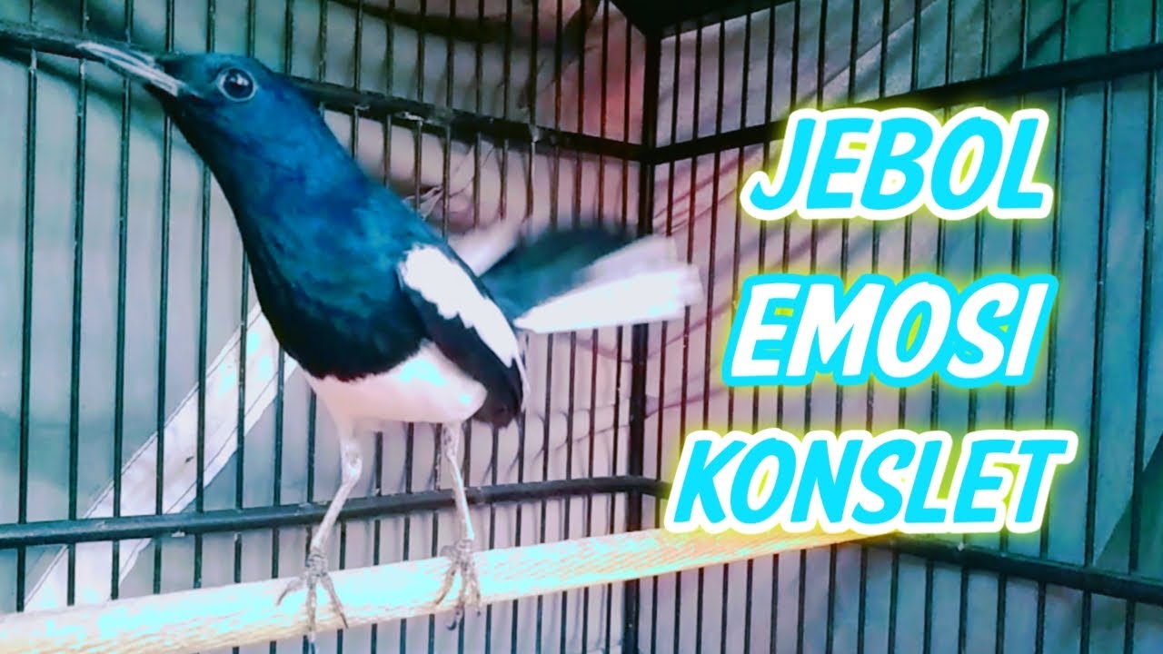 AMPUH..JEBOL EMOSI KACER BIKIN CEPAT KONSLET BUKOR !! PANCINGAN KACER GACOR FULL ISIAN .