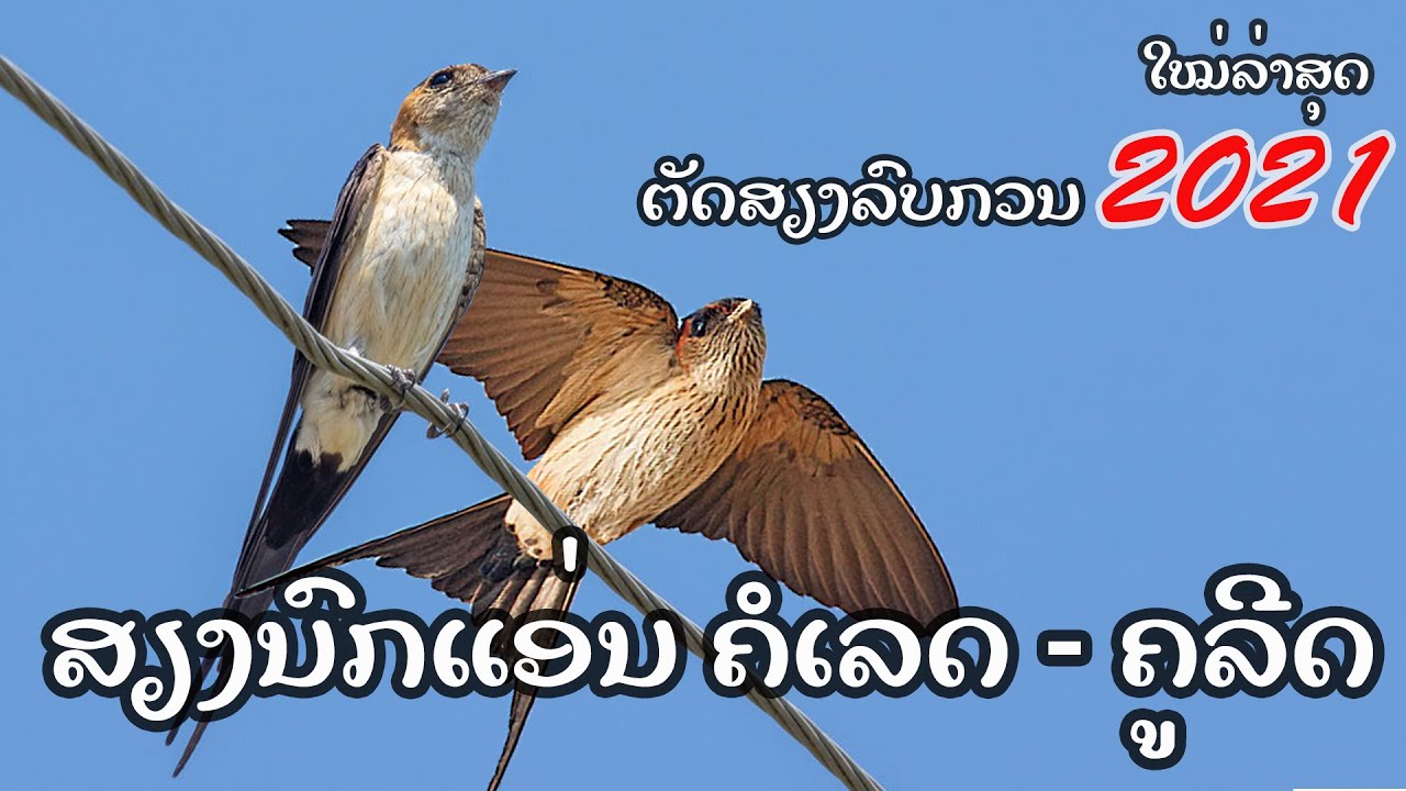 ສຽງຕໍ່ນົກແອ່ນ ຄໍເລດ - ຄູລີດ ຕັດສຽງລົບກວນສຽງດັງຟັງແຈ້ງ ໃຫມ່ລ່າສຸດ 2021/เสียงต่อนกนางแอ่น ใหม่2021